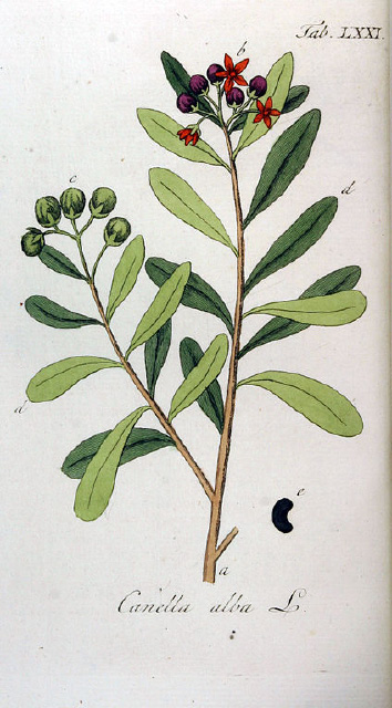 Cinnamosma fragrans
